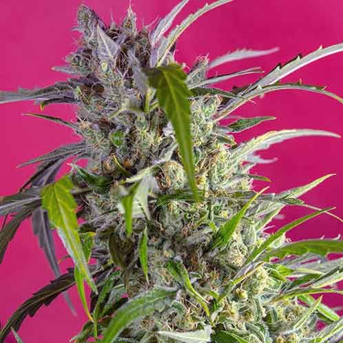 Crystal Candy Auto - Autoflowering - SWEET SEEDS