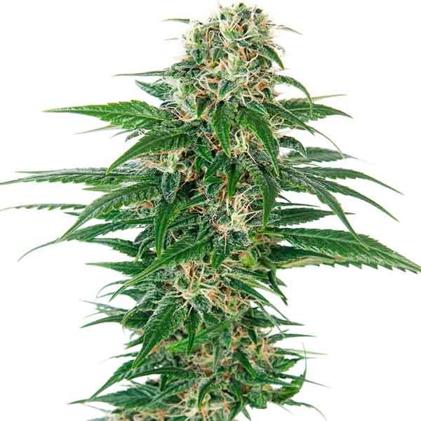 Early Skunk Auto - Automatic - SENSI SEEDS
