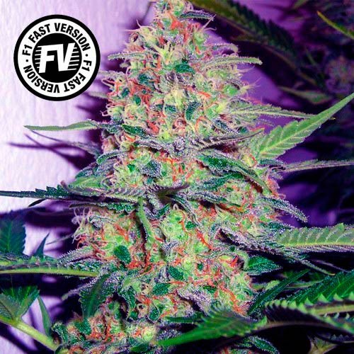 Green Poison Fast Version - Fast Version - SWEET SEEDS