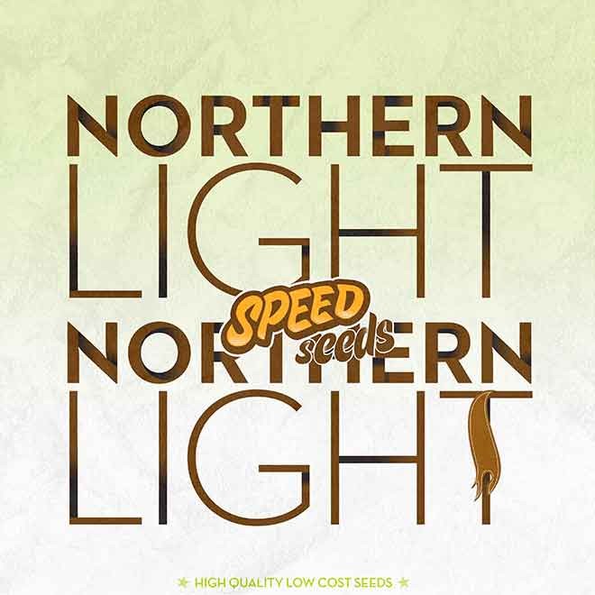 NORTHERN LIGHT X NORTHERN LIGHT - SPEED SEEDS
