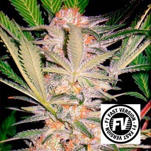 S.A.D. FAST VERSION - Fast Version - SWEET SEEDS