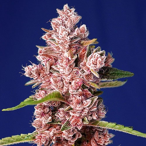 Tropicanna Poison F1 Fast Version - Fast Version - SWEET SEEDS