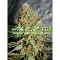Purchase Afghan Kush Special