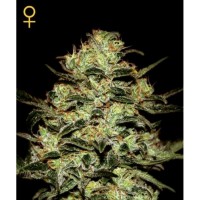 Purchase MOBY DICK FEM 3 SEEDS (GREENHOUSE)
