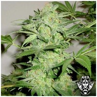 Purchase NL AUTO - 5 seeds