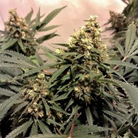 Purchase PURE POWER PLANT FEM 5 SEEDS