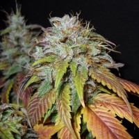 Purchase SWISS CHEESE FEM 5 SEEDS