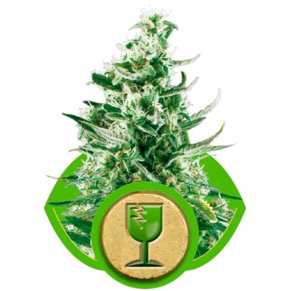 ROYAL CRITICAL AUTOMATIC - ROYAL-QUEEN SEEDS