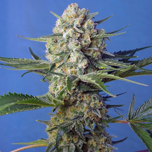 Crystal Candy F1 Fast Version - SWEET SEEDS