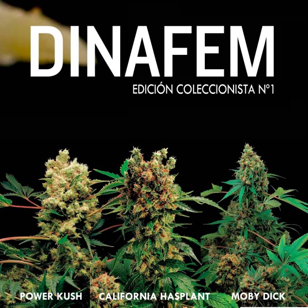 Dinafem collector # 1 6 graines - DINAFEM SEEDS