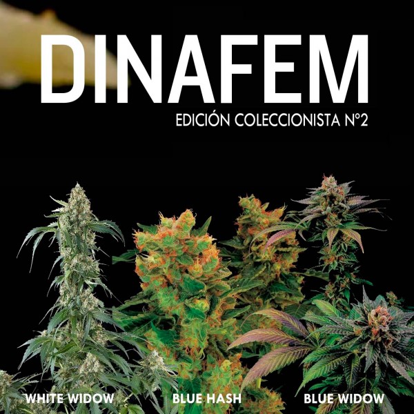 Dinafem collector # 2 6 graines - DINAFEM SEEDS