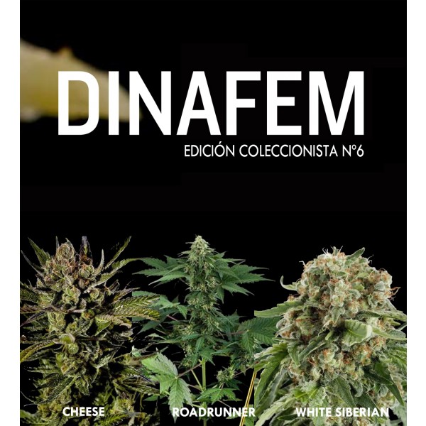 Dinafem collector # 6 6 graines - DINAFEM SEEDS