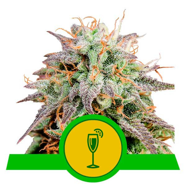 Mimosa Automatic - ROYAL-QUEEN SEEDS