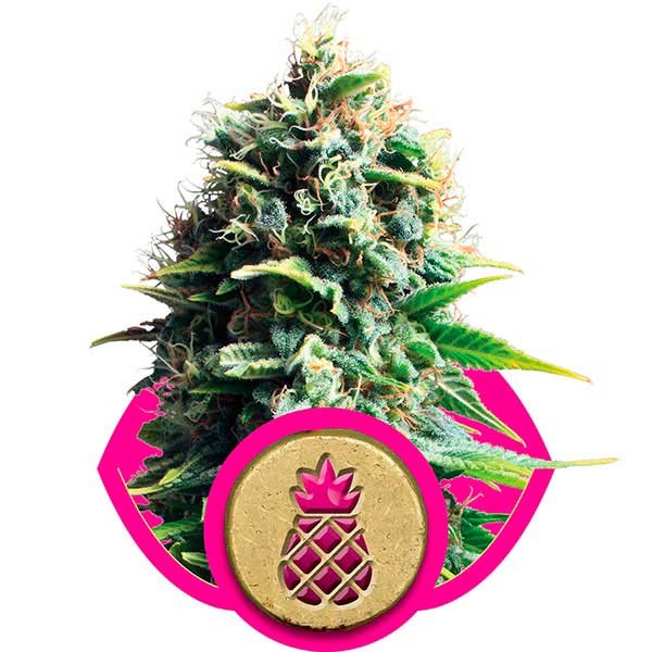 Pineapple Kush - ROYAL-QUEEN SEEDS