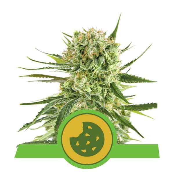 Royal Cookies Automatic - ROYAL-QUEEN SEEDS