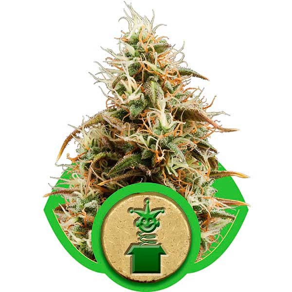 Royal Jack Automatic - ROYAL-QUEEN SEEDS