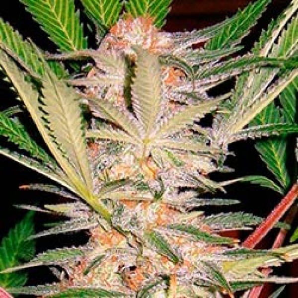 S.A.D. Sweet Afghan Delicious S1 - SWEET SEEDS