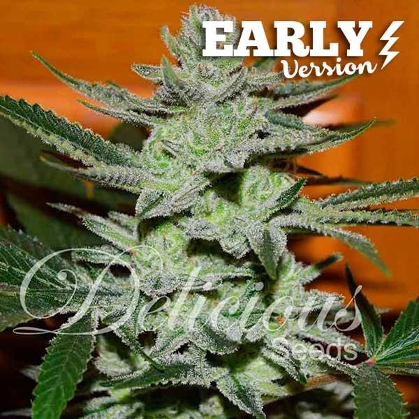 UNKNOWN KUSH EARLY VERSION -  - 