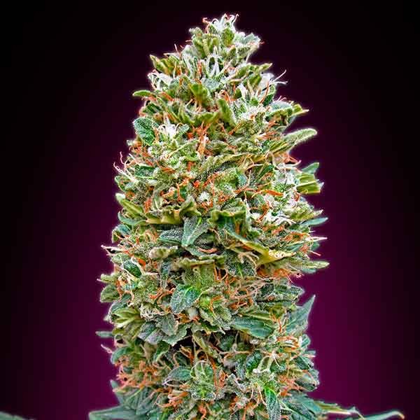 Bubble Gum 5 seeds