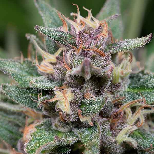 Blue Hell Auto Medical Seeds World Of Seeds
