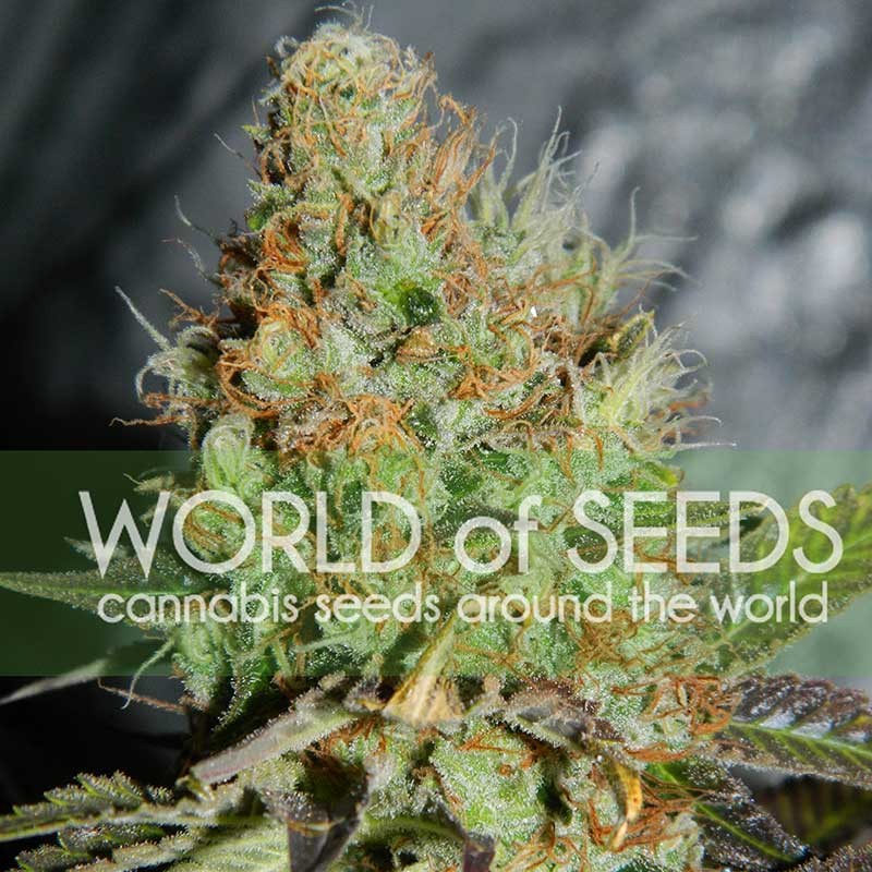 Afghan Kush Special - LEGEND COLLECTION - WORLDOFSEEDS