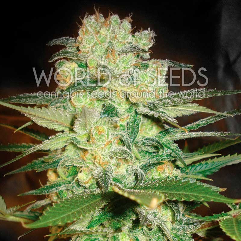 Afghan Kush x White Widow - MEDICAL COLLECTION - WORLDOFSEEDS