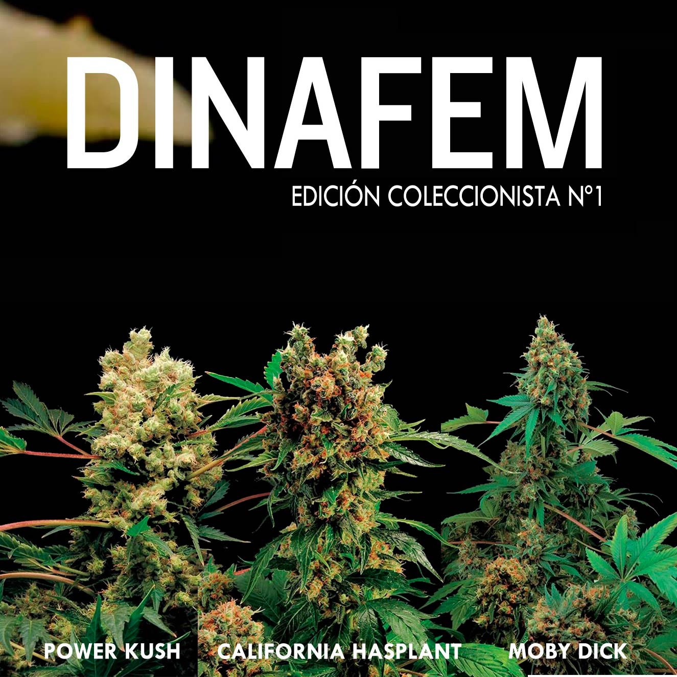 Dinafem collector # 1 6 graines - Collections - DINAFEM SEEDS