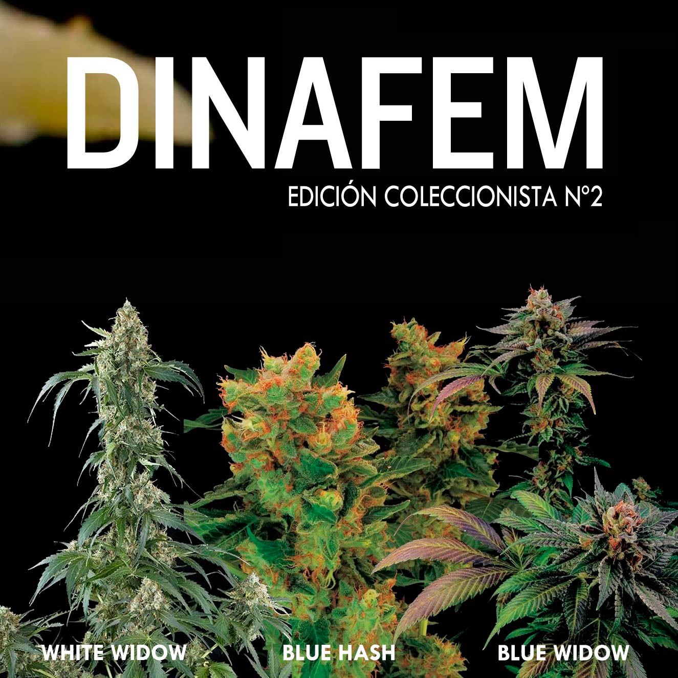 Dinafem collector # 2 6 graines - Collections - DINAFEM SEEDS