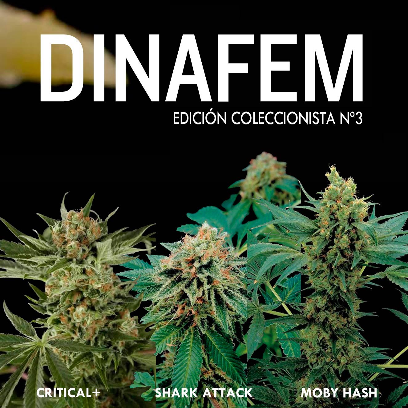 Dinafem collector # 3 6 graines - Collections - DINAFEM SEEDS