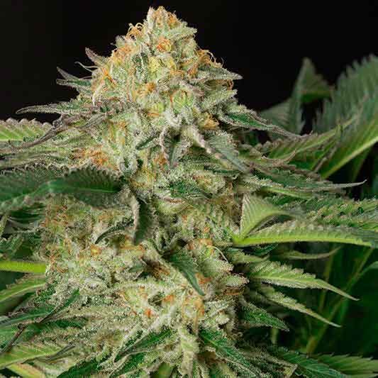 Lemon Citron HUMBOLDT SEEDS WORLD OF SEEDS