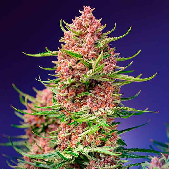 Strawberry Cola Sherbet F1 Fast Version - Fast Version - SWEET SEEDS