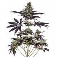 Purchase CBD+ Caramelice Express - 5 seeds