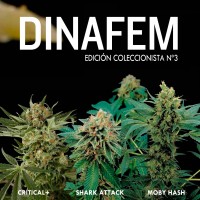 Purchase Dinafem collector # 3 6 graines