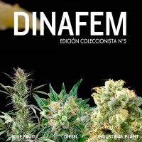 Purchase Dinafem collector # 5 6 graines
