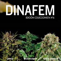 Purchase Dinafem collector # 6 6 graines