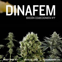 Purchase Dinafem collector # 7 6 graines
