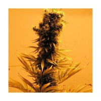 Purchase RASPBERRY COUGH FEM 5 SEEDS