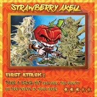 Purchase Strawberry AKeil - 6 seeds