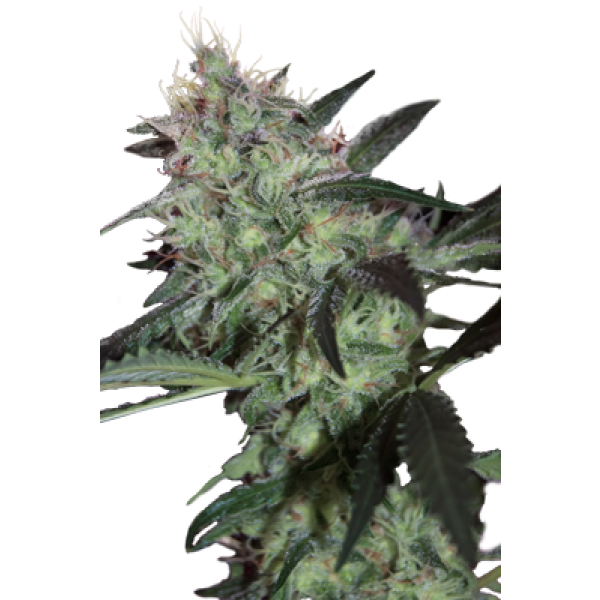 SUPER DIESEL - 5 UNDS. (SEED MAKERS) - Root Catalog - Todos os produtos