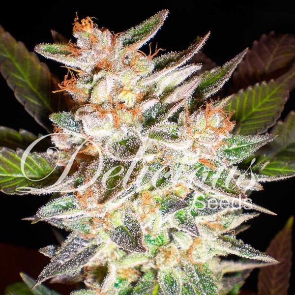 DELICIOUS CANDY AUTO - DELICIOUS SEEDS - AUTOFLOWERING SEEDS