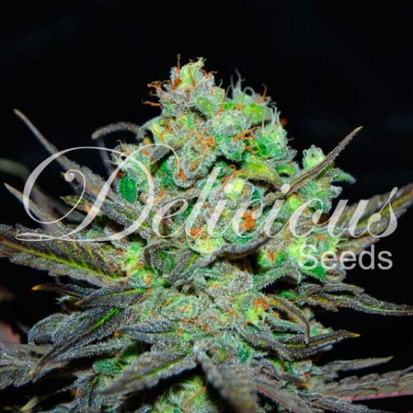 ELEVEN ROSES - DELICIOUS SEEDS - FEMINIZED SEEDS