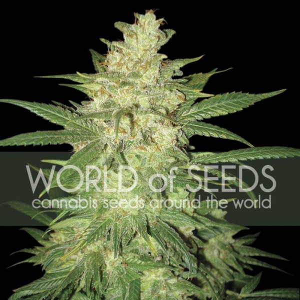COLOMBIAN GOLD RYDER  - WORLDOFSEEDS - AUTOFLOWERING COLLECTION