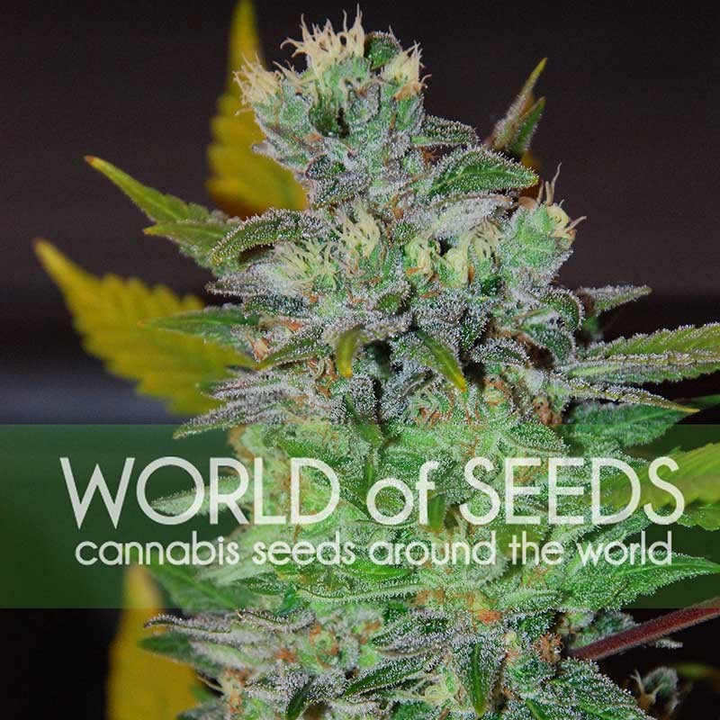 Compre Sementes de Maconha Space Indica Feminizada