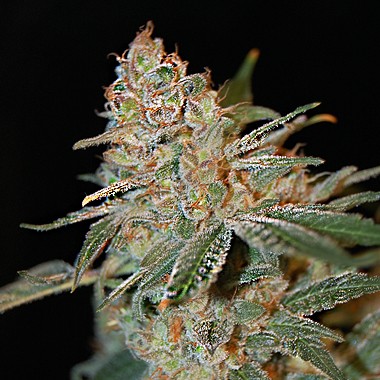  The Nordle (Afghanskunk)  -  15 Seeds - Todos os produtos - Root Catalog