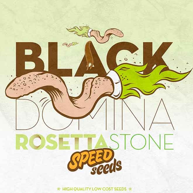BLACK DOMINA X ROSETTA STONE - Todos os produtos - Root Catalog