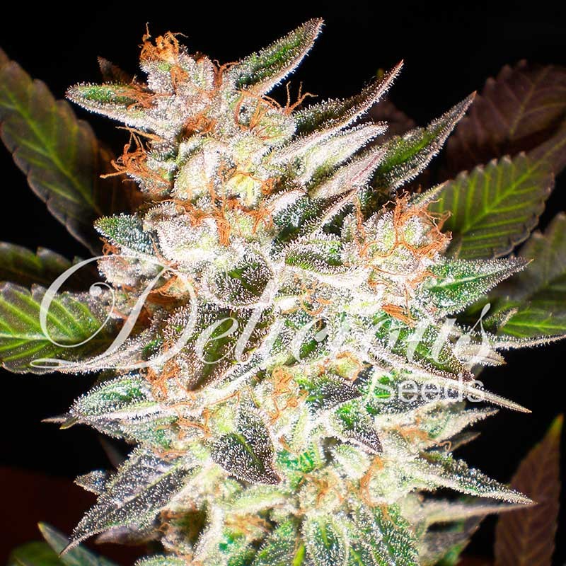 DELICIOUS CANDY AUTO - AUTOFLOWERING SEEDS - DELICIOUS SEEDS