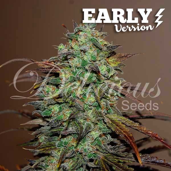ELEVEN ROSES EARLY VERSION - DELICIOUS SEEDS