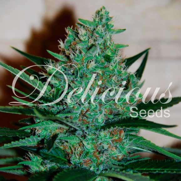 Fruity Chronic Juice - DELICIOUS SEEDS