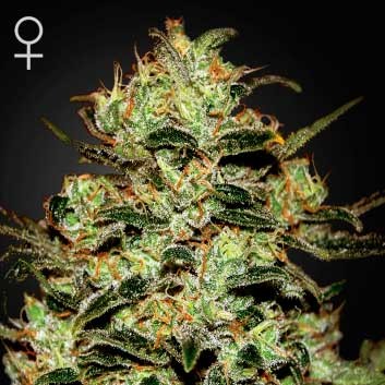 MOBY DICK - Feminized - GREENHOUSE