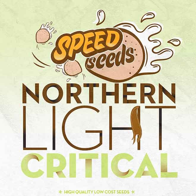 NORTHERN LIGHT X CRITICAL - Todos os produtos - Root Catalog